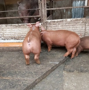 purcei de vanzare  - imagine 2