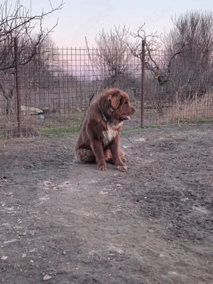 vand catei Bishon  - imagine 4