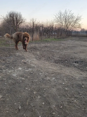 vand catei Bishon  - imagine 3