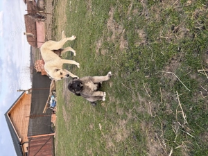 Vând cățel Kangal Turcesc  - imagine 2