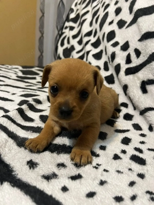 vand pui de bichon cu teckel - imagine 2