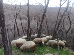  Vind 20 oi tinere cu miei  - imagine 2