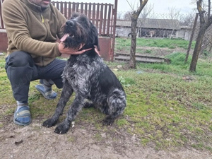 Vand catel brac german - imagine 2