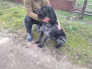 Vand catel brac german - imagine 5