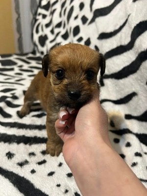 vand pui de bichon cu teckel