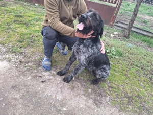 Vand catel brac german - imagine 4