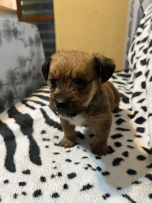 vand pui de bichon cu teckel - imagine 3