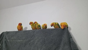 papagali SunConure 