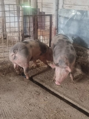 vand porci 10 lei kg  cefa bihor  - imagine 2