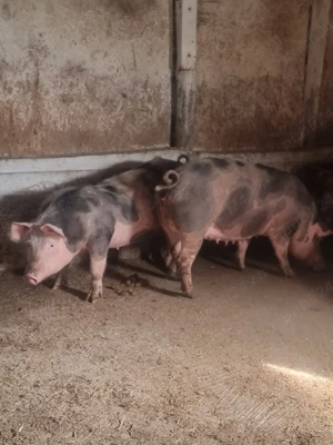 vand porci 10 lei kg  cefa bihor 