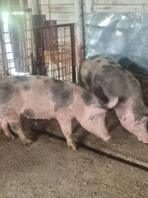 vand porci 10 lei kg  cefa bihor  - imagine 3