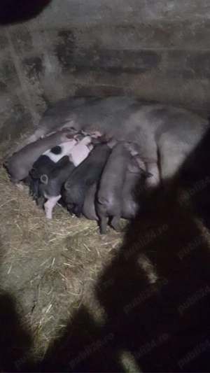 vând scroafa  - imagine 2