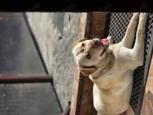 Mascul Labrador Retriever   disponibil pentru reproducere