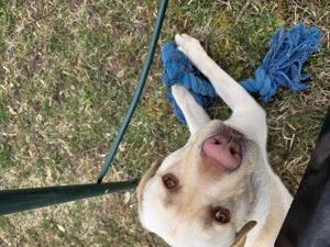 Mascul Labrador Retriever   disponibil pentru reproducere