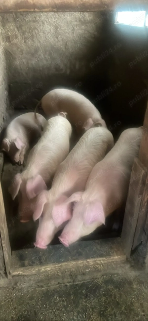 Purcei rasa de carne