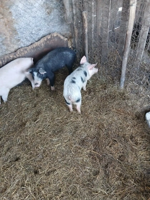 De Vânzare 2 soldani castrați vacinați  - imagine 4