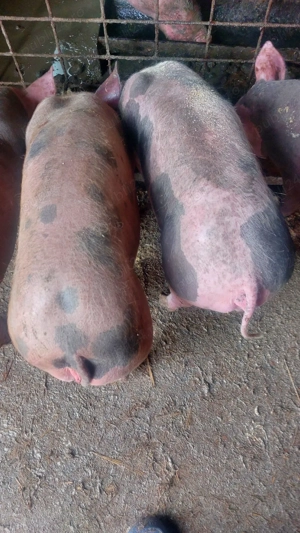 4 soldani (2 baieti,2 fetite) - imagine 4