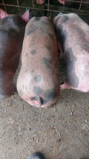 4 soldani (2 baieti,2 fetite) - imagine 2