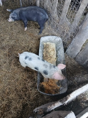 De Vânzare 2 soldani castrați vacinați  - imagine 3