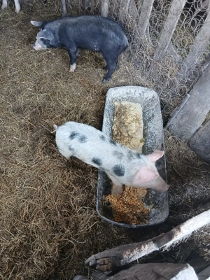 De Vânzare 2 soldani castrați vacinați  - imagine 5