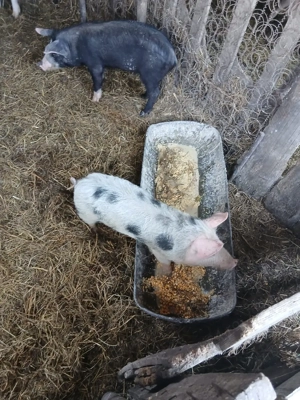 De Vânzare 2 soldani castrați vacinați  - imagine 2