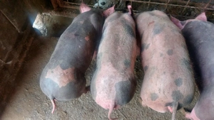 4 soldani (2 baieti,2 fetite) - imagine 3