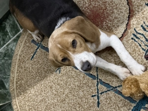 Donez fetiță beagle 4 luni (set complet de vaccinuri)