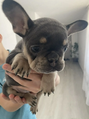 Cățelușă bulldog francez de vânzare superbă  - imagine 2