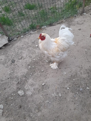 Cocosi de vânzare  - imagine 3