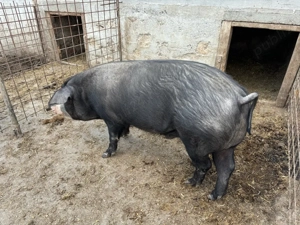 vand mascru  - imagine 4