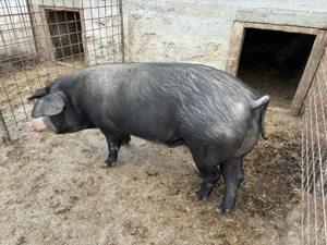 vand mascru  - imagine 3