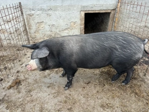 vand mascru  - imagine 2