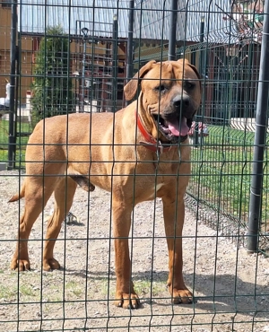 Mascul Tosa Inu 1 an - imagine 2