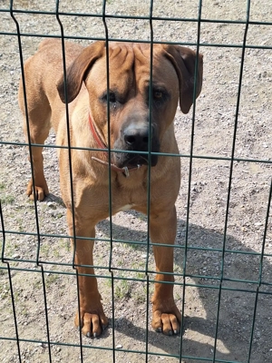 Mascul Tosa Inu 1 an - imagine 4