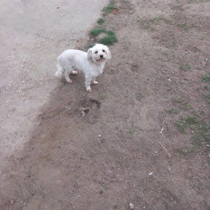 De vânzare bisoni maltezi 2fetite 