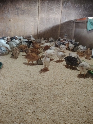 Pui   de   găină  - imagine 3