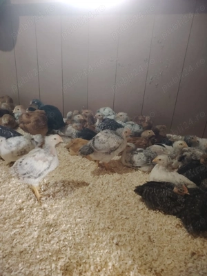 Pui   de   găină  - imagine 2