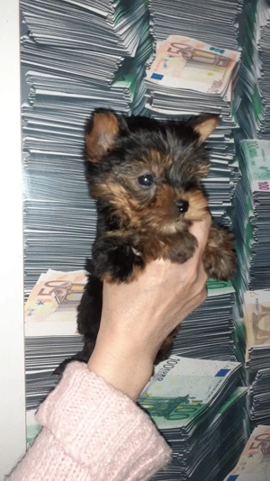 yorkshire terier  - imagine 2