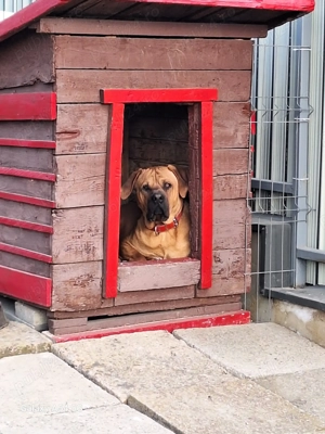 Mascul Tosa Inu 1 an - imagine 3