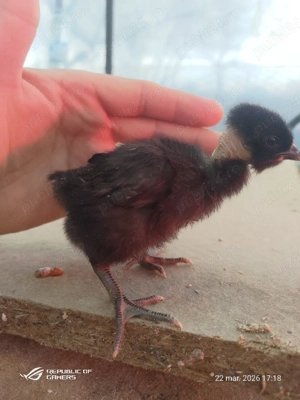 pui rasa mixtă  - imagine 3