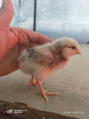 pui rasa mixtă  - imagine 2