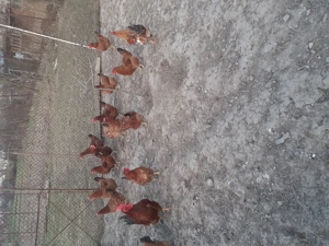 Vand oua pentru incubat . consum. - imagine 2