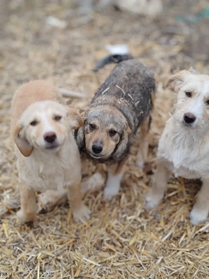 3 cățelușe spre adopție  - imagine 3