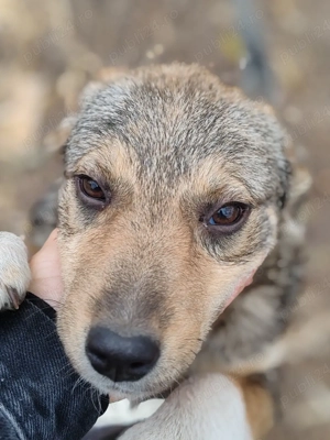 3 cățelușe spre adopție  - imagine 4