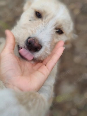 3 cățelușe spre adopție 