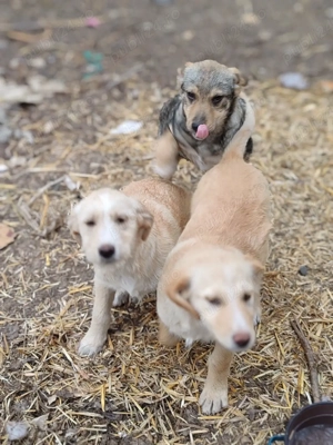 3 cățelușe spre adopție  - imagine 5