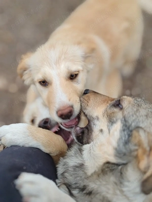 3 cățelușe spre adopție  - imagine 2