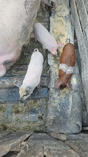 purcei de vânzare  - imagine 2