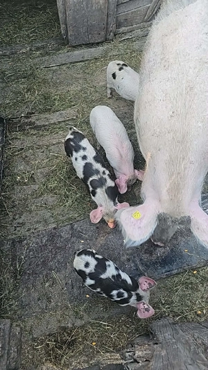 purcei de vânzare  - imagine 3