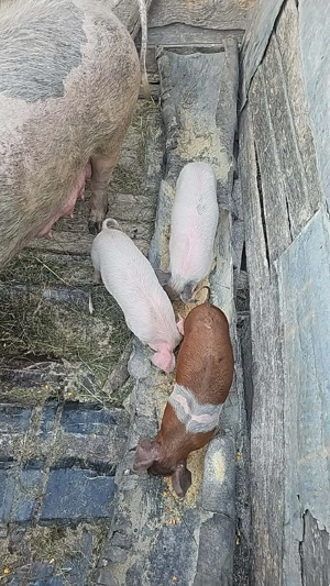 purcei de vânzare  - imagine 4